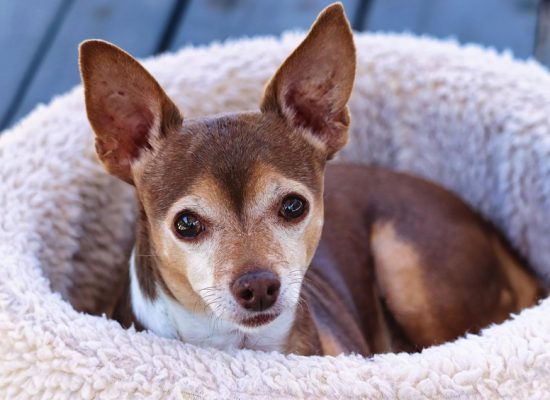 chihuahua dans son panier